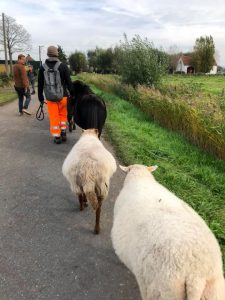 schapen onderweg