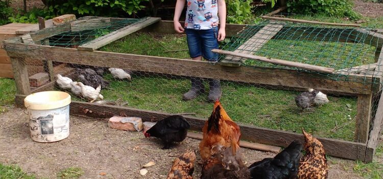 VACATURE: begeleider/dierenverzorger