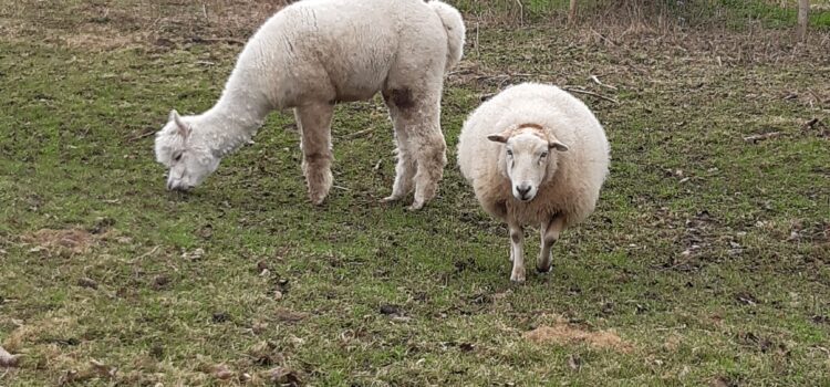 Archie, de alpaca